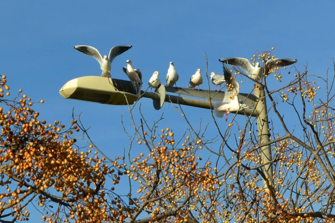 Salvem l'Olla del Rei tweet media