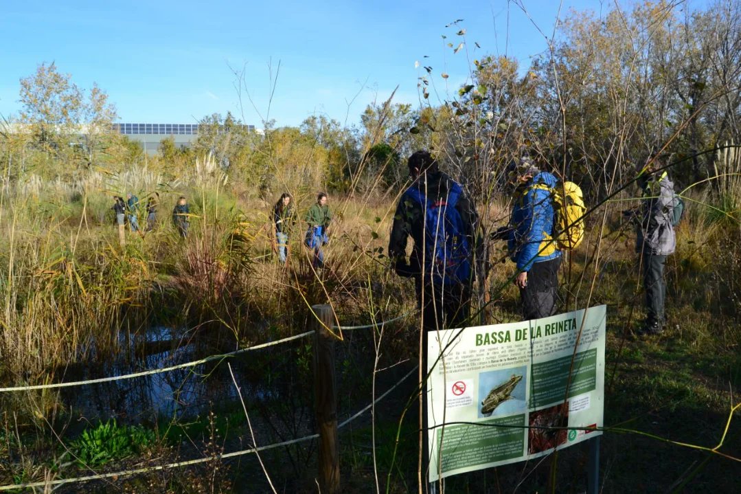 En el Bioblitz de 2024 hem observat fins a 43 espècies d'ocells a l'Olla 🦆❗️

Hem vist espècies com l'ànec cullerot, el blauet i el picot garser petit. Com cada any, penjarem la llista amb les observacions a la plataforma ornitho.cat ✅ 

#SalvemlOlla
