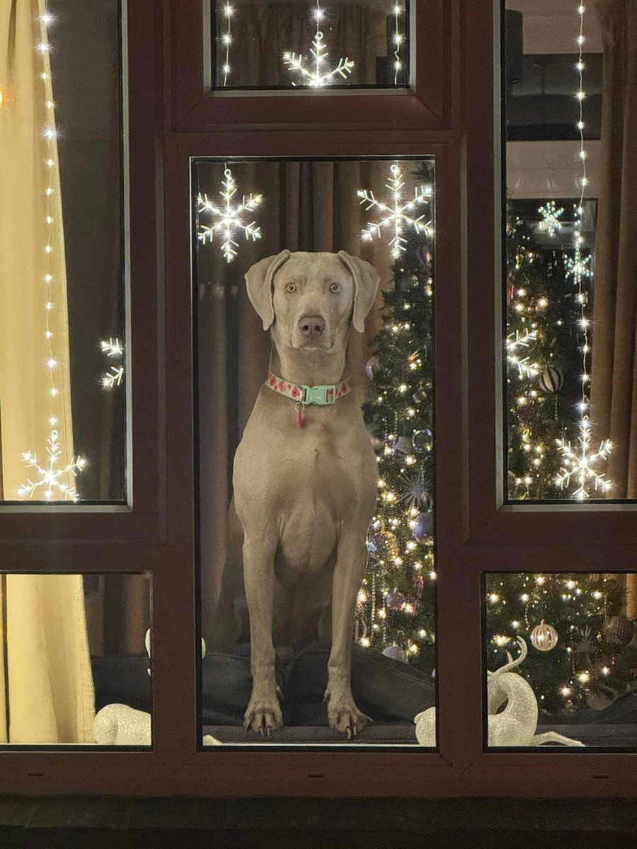 Odetoagoldfish's tweet photo. Seasons greetings from our house to yours wherever you may be. #MerryChristmas #Weimaraner #Weim #ModelDog #Bestfriend #Hesactuallyabellend #PuppyLove https://t.co/KgAcoAv0uS