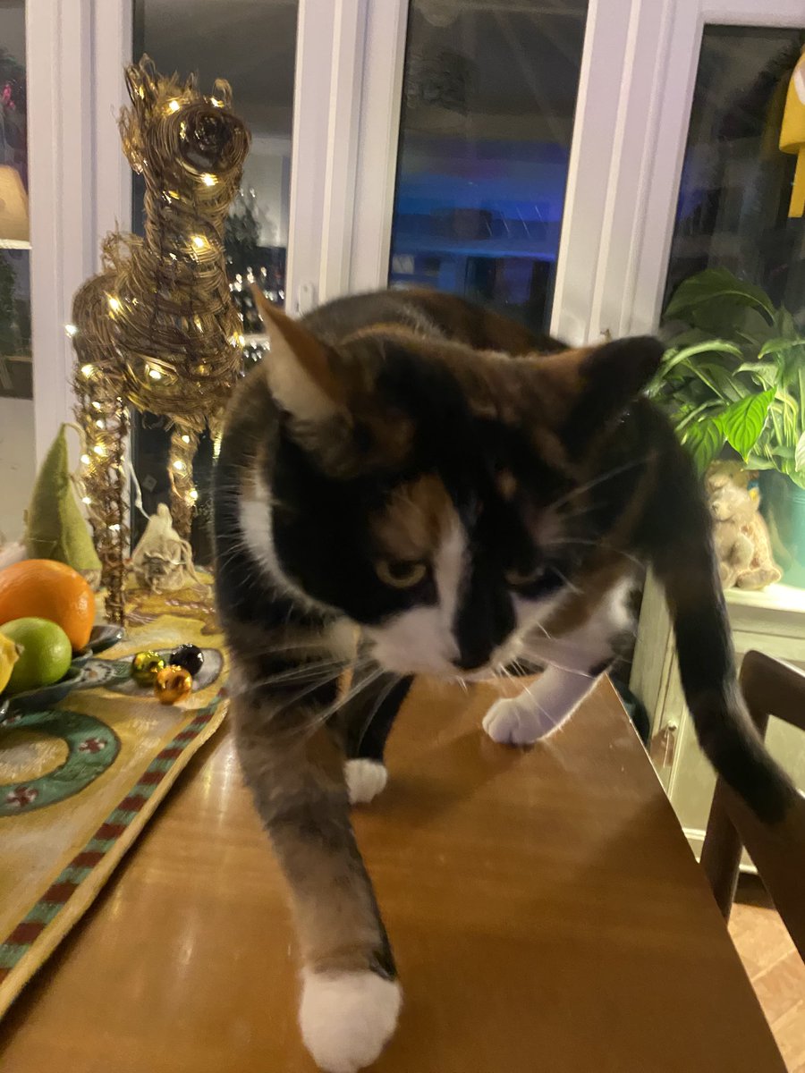 BeMoreBob tweet media