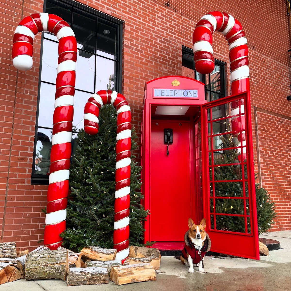Miss Bentley The Corgi tweet media