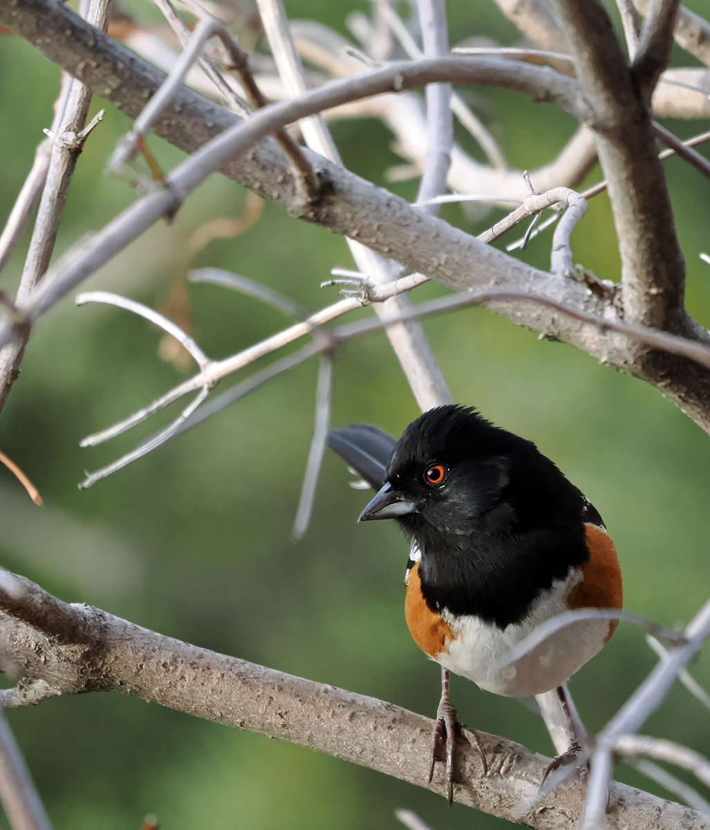 MichaelShorts0's tweet image. A spotted towhee rummages through the brush in search of a meal. #birds #towhee #spottedTowhee #wildlife #birdphotography