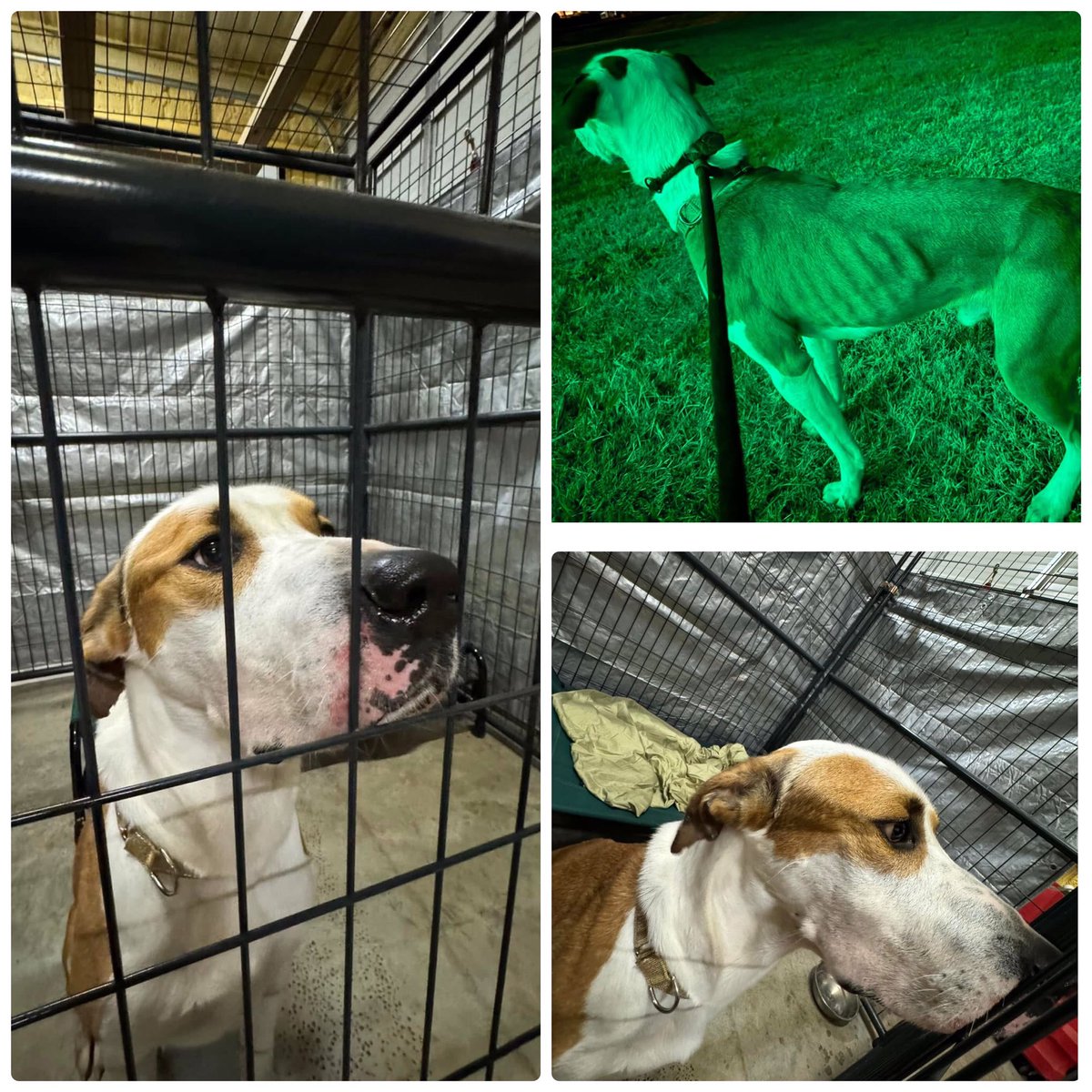 ❤️🎉🥳🎈COWBOY🤠 is free 
TY #PawprintsofHopeRescue He will be heading 2 his furever🏡after the 1st of the yr He’s very skinny but after a few good meals, a soft landing 4 a nap &amp; plenty of luv he’ll be just fine
Houston #TX
#A627468
Link below 
Merry Christmas🎄🎁COWBOY