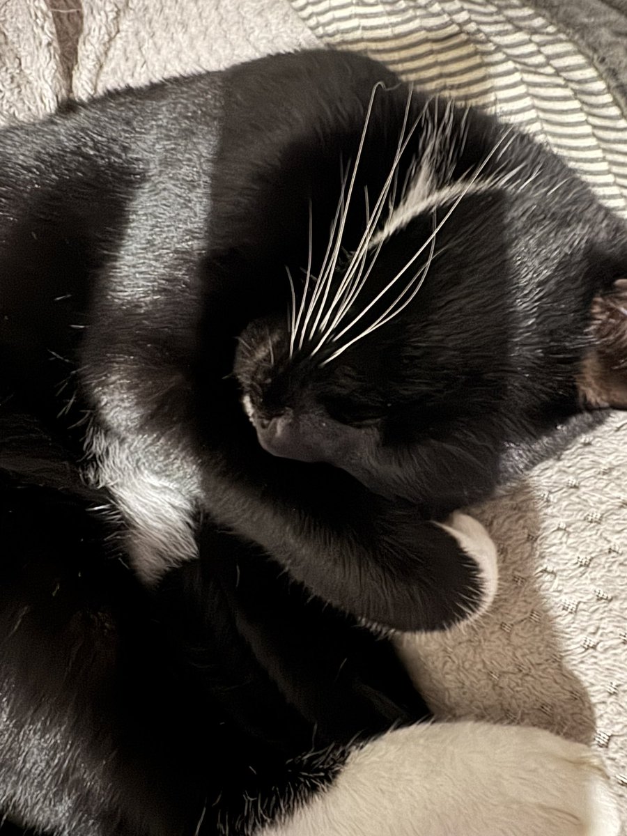 eebow1's tweet photo. @ladychatterley Derek is chilling to the livestream https://t.co/iFyVgAoAS0