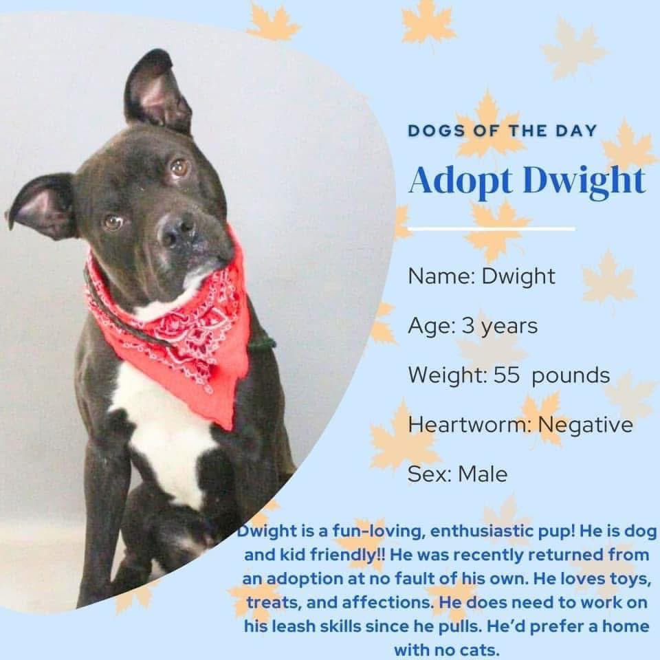 ꜱᴀᴠɪɴɢ ꜱʜᴇʟᴛᴇʀ ᴅᴏɢꜱ tweet media