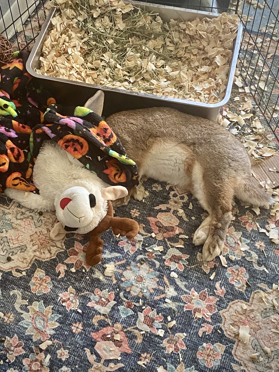 We made it to Michigan; Atilla had a rough road trip and night 😆

Why does he give The Hangover here 😂