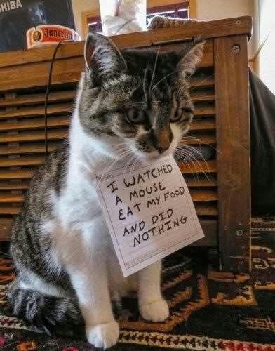 DarkKitten__'s tweet photo. https://t.co/cZaypqvCVK