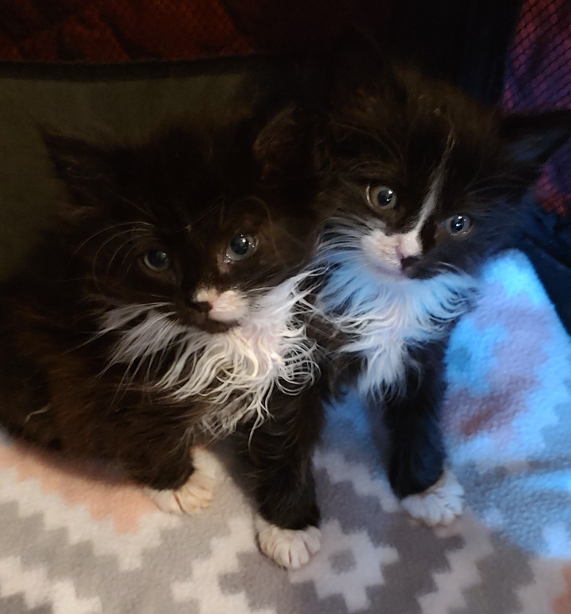 Our vet was really concerned about Mindy's eye on intake. Flash forward to the before and after. She is thriving and seeing out of that eye. This is WHY we do what we do. From sick and abandoned to this. ❤️

#rescuekittens #socute #feelingbetter #morkandmindy