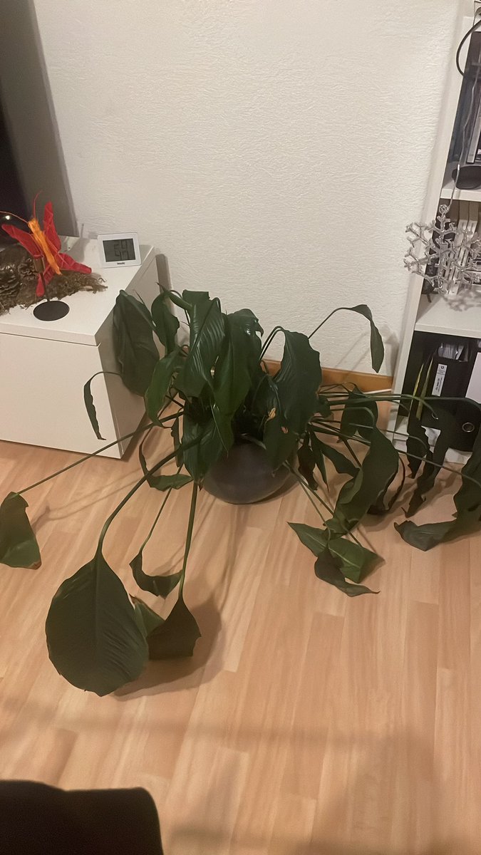 EwigErik's tweet photo. „Ach das schaff ich schon. Ist ja nur bisschen giessen“ https://t.co/04lqXXTvdX