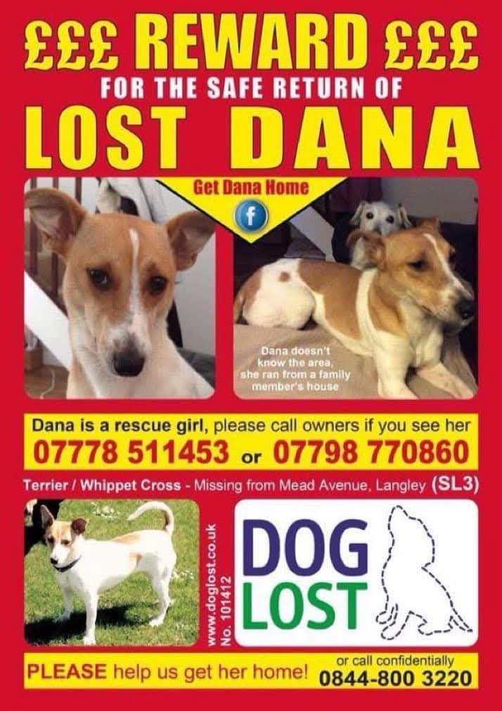 What a Christmas celebration it would be... if we just knew what happened to beautiful DANA

PLEASE, IF YOU KNOW, TELL US

DANA 
A LARGE REWARD FOR HER SAFE RETURN TO HER MUM
A #rescuedog Missing/stolen from Mead Ave, #Langley #SL3 18/6/16 #STOLENDOGHOUR