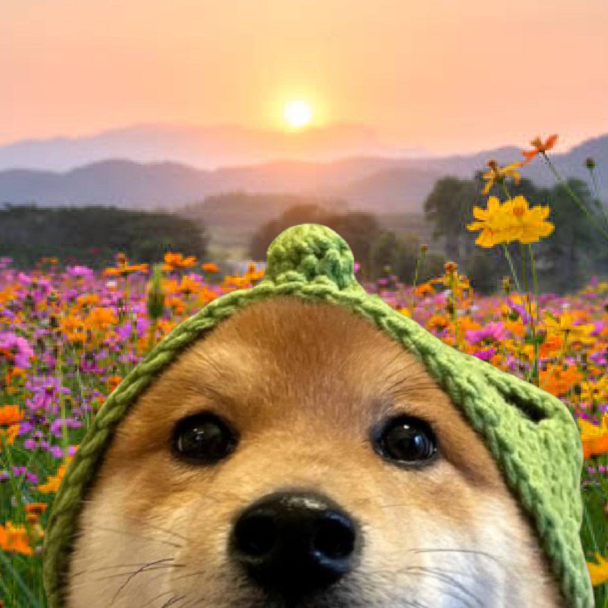 Loucoincto's tweet photo. Wake up and smell the roses 🌹$Lou is blooming hard

https://t.co/79bEcxe24M

#memecoin #wif #bonk #shib https://t.co/6Ri7kzu8mv