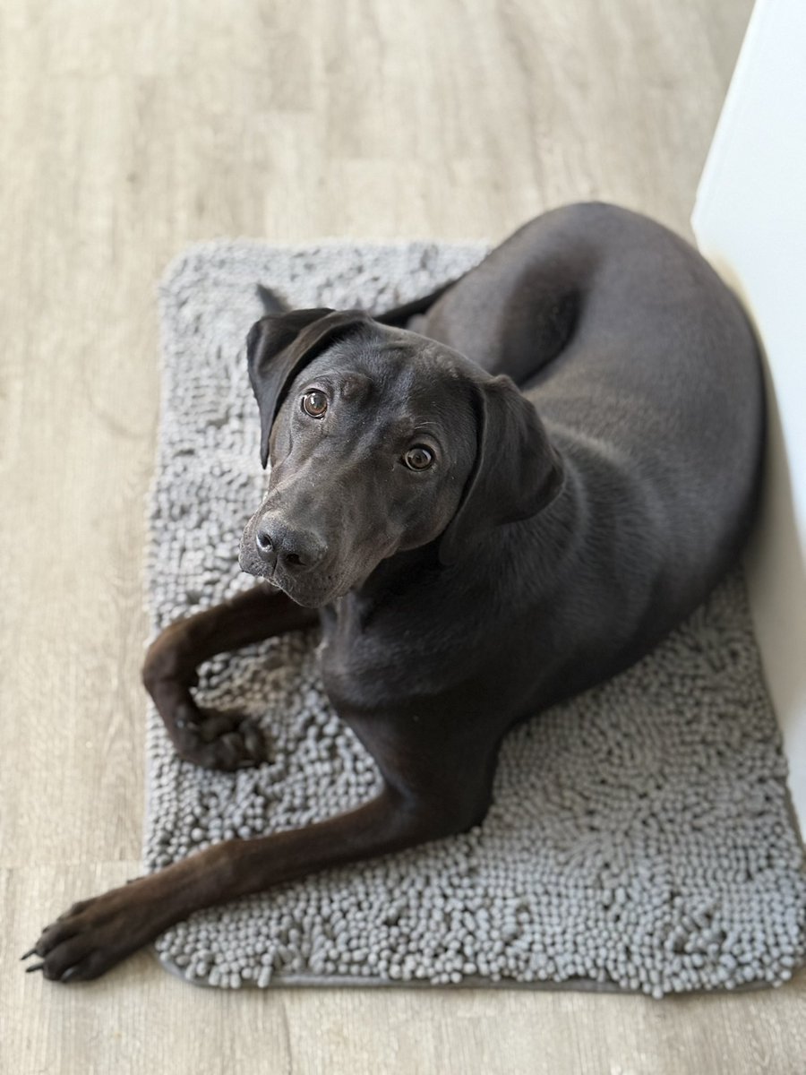 Scottty_D's tweet image. Seeker of soft spots. 

#PrincessCharlie #DogsOfX #MySweetCharlie #Spoiled #LoveYou