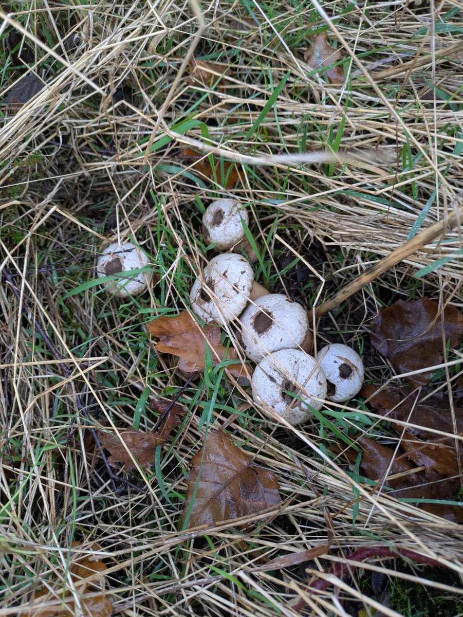 Friends of Parkwood Springs tweet media