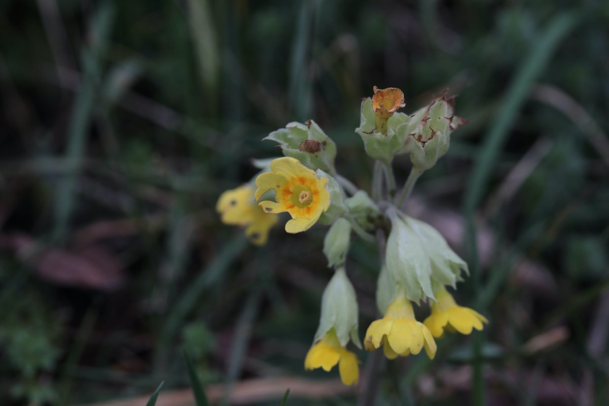 Cowslip ,Primula veris, flowering, this week near Thirsk, probably to the warmer erratic weather of late, about 12 plants in total on a west facing slope #wildflowerhour . thank you Iris for the tip -off