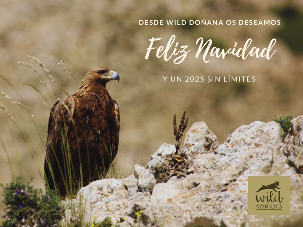 With our warmest good wishes of hope and happiness for such special days and all the best for 2025.
Con nuestros más cálidos deseos de esperanza y felicidad para estos días tan especiales y todo lo mejor para el 2025.
The Wild Doñana team // El equipo de Wild Doñana