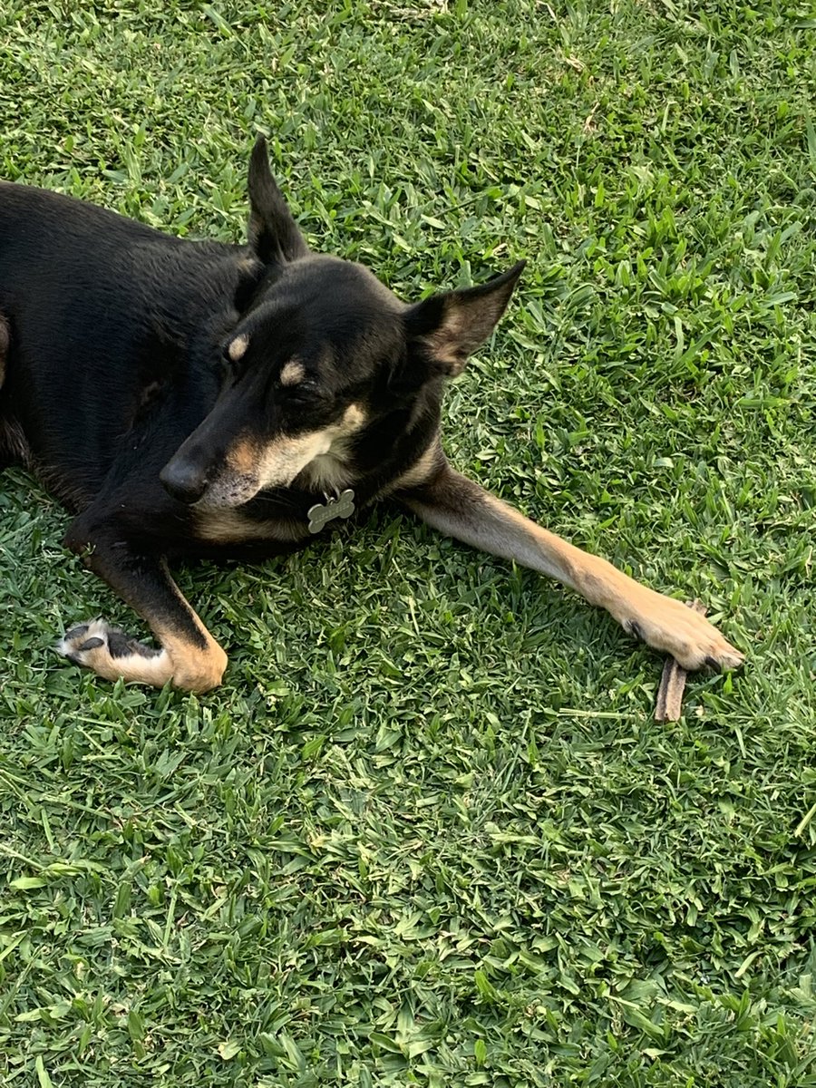 Dos tipos de perro 🤣🤣🤣
(Los dos recibieron la golosina al mismo tiempo)