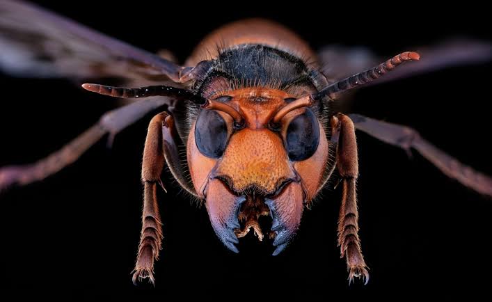 Hornet 38628 is watching