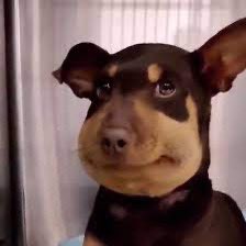 kel 🦌 (@sniiixnn) on Twitter photo 