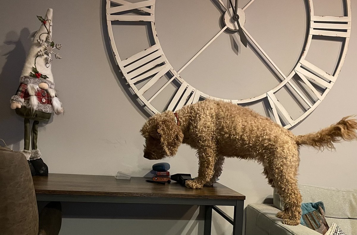 Naughty or nice? Tough call for Ripley. She’s read on social media that deregulation in the North Pole means Santa will no longer be checking his list twice. So worth risking a little mischief, maybe.