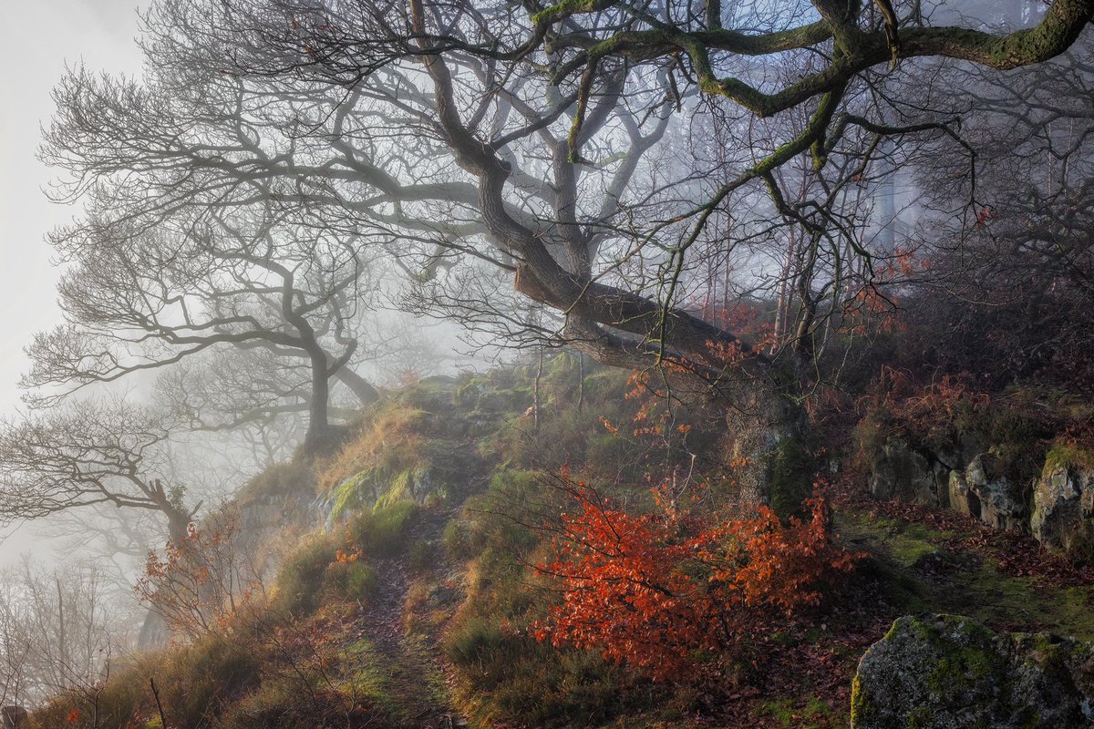 Rolling head long into day 76 of my hopeful one-woman crusade to keep real images popping up on your feed rather than AI

Thanks for the well wishes, I’m fighting the good fight. From the crags above Ullswater in the Lake District, the spectral form of trees shrouded in fog 🧡
