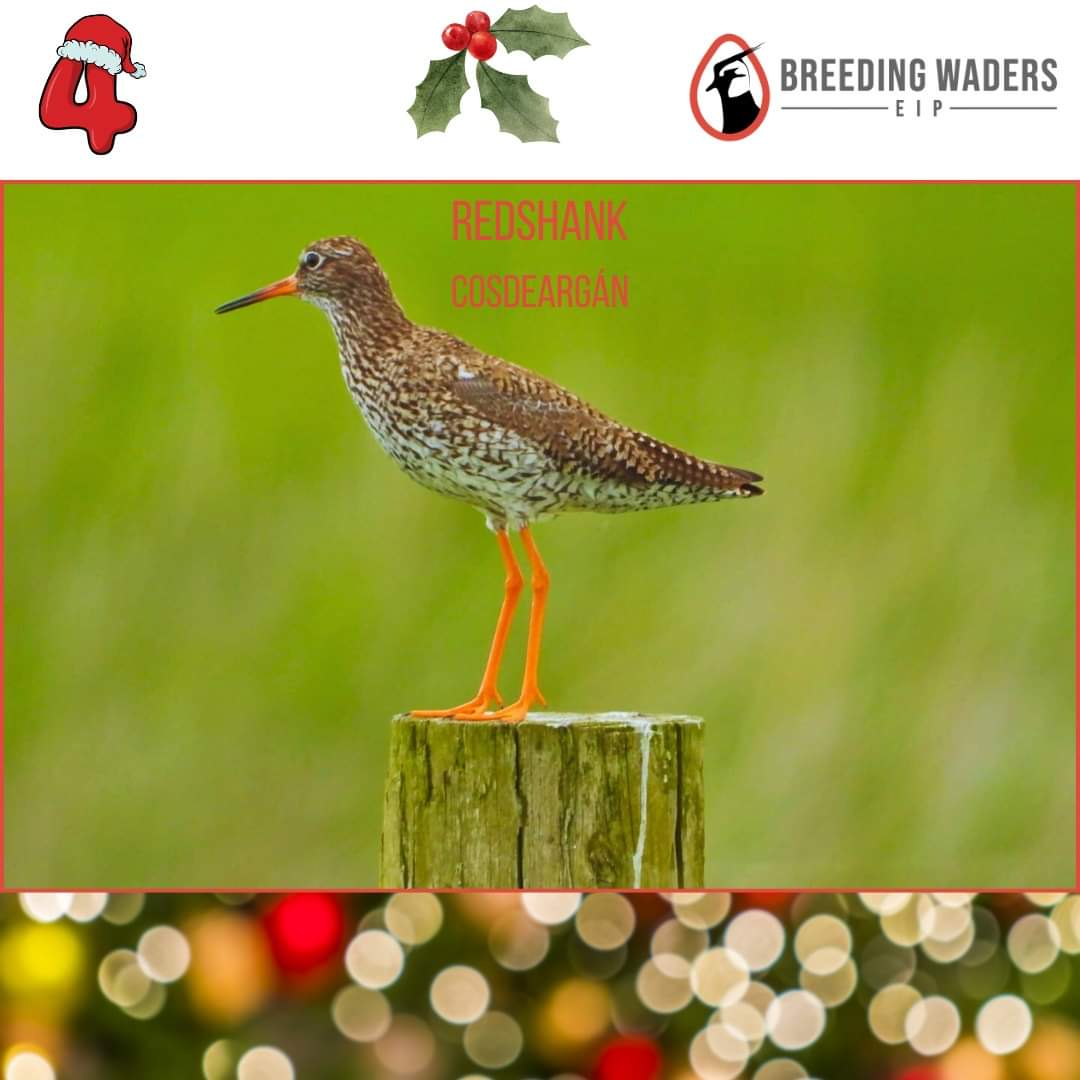 Countdown to Christmas
4. Redshank, Cosdeargán (as gaeilge)
Medium sized wader with vivid red beak and legs. Breeds on inland marshes, lakes and wet meadows and callows. Often seen perched on fence posts during the breeding season. Highly vocal if disturbed.

#birds #wadingbirds