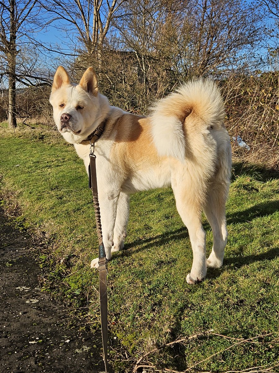 My pooch loves a mooch, I read something about when dogs sniff around its like them checking in on social media to see what's happening, our walks are now wayyyyy longer.
You check away buddy 😁