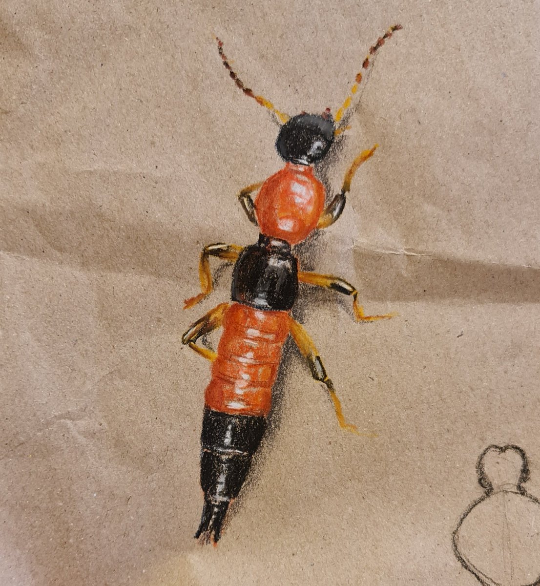 Svenja Meyer (@fminifera) on Twitter photo Paederus littoralis sketch on packaging paper. Paederus littoralis sketch on packaging paper.