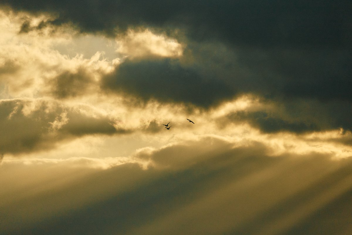 真道 健志 / Shindo Takeshi tweet media