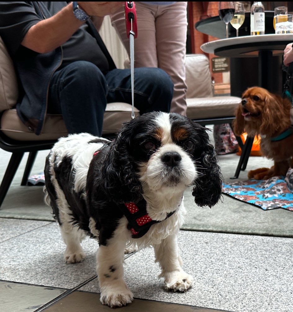CavalierDexter's tweet photo. #RememberingPL Oh Princess Leah @LeahPaws we wish you didn’t have to go🌈You were truly a light for all of us😭You & your Mum have done so much for less fortunate paws. We love & miss you lots & will remember you as you taught me the ways of the #norty #triMafia til we meet again https://t.co/9emsVKvBsc