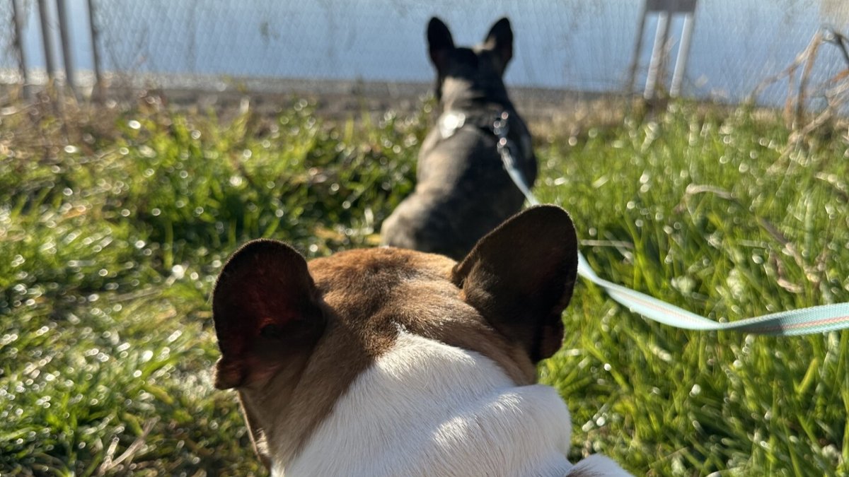 migohn's tweet photo. フレンチブルドッグの可愛さ、最高！でも健康には注意も必要🐶💦

✅呼吸の負担→涼しい環境を心がける✨
✅皮膚トラブル→シワの間を毎日ケア！
✅背骨の負担→階段やジャンプは控えめに

難しいときもあるけど、愛犬の健康のために、こまめなケアと定期チェックが大切🐾 https://t.co/NvJ6hXF9jP