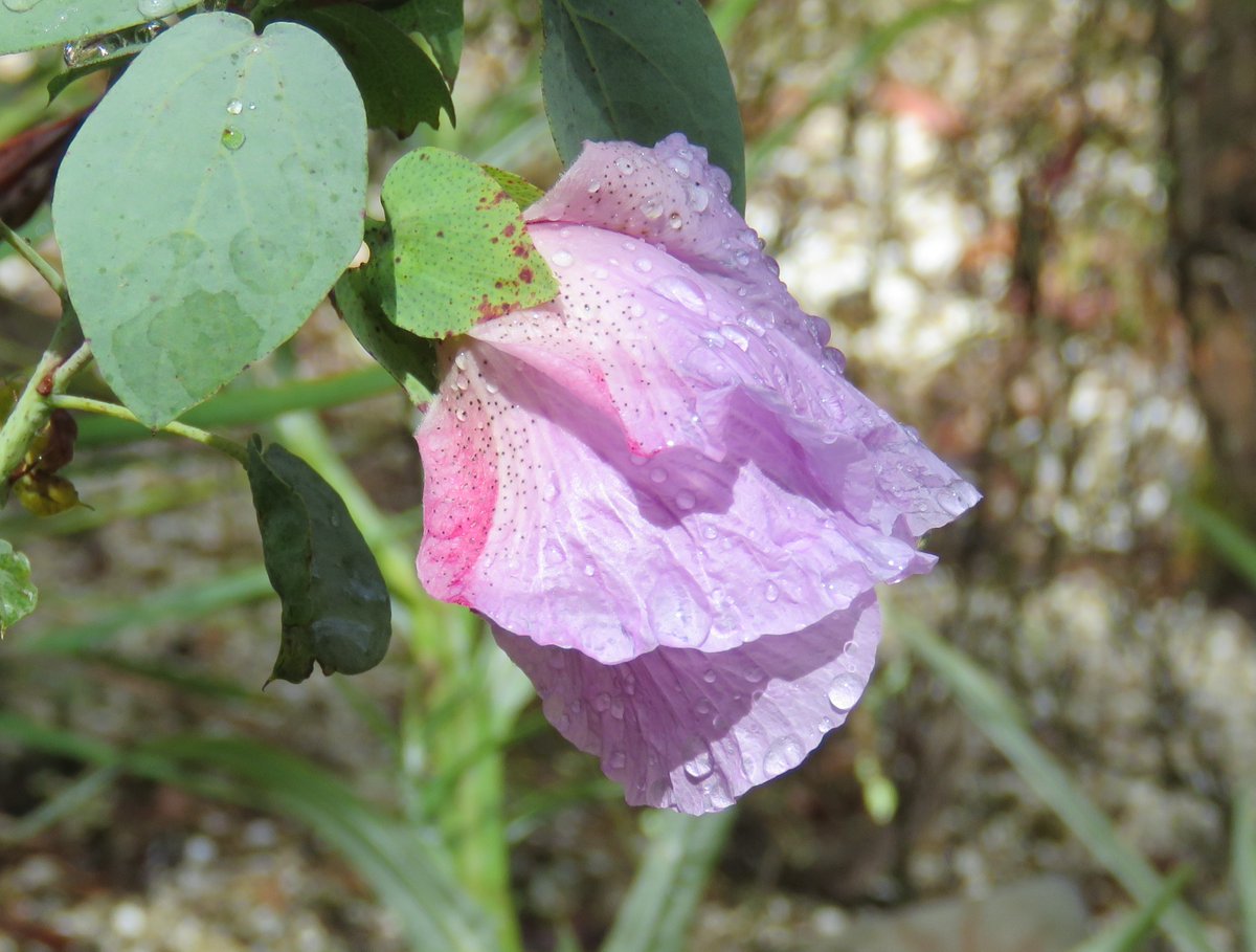 StuartWilliams_'s tweet image. A soggy Sturt's Desert rose, pining for the desert

#Gossypiumsturtianum #Malvaceae #ozplants