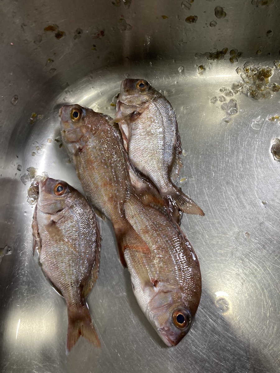 FishingOneColor's tweet image. 今年の釣り納め
グレ、タカベ、チャリコ
タカベは酢締めすると美味

釣り下手な自分でも何かは釣れる宇和島の海には感謝しかありません。
来年はもう少しだけ南下して、有名な愛南町に行ってみたい。