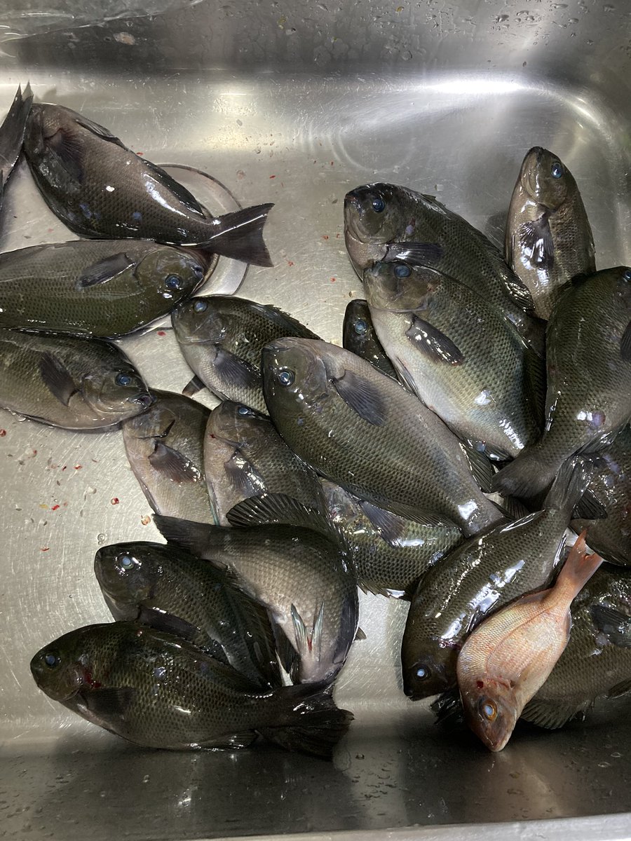 FishingOneColor's tweet image. 今年の釣り納め
グレ、タカベ、チャリコ
タカベは酢締めすると美味

釣り下手な自分でも何かは釣れる宇和島の海には感謝しかありません。
来年はもう少しだけ南下して、有名な愛南町に行ってみたい。
