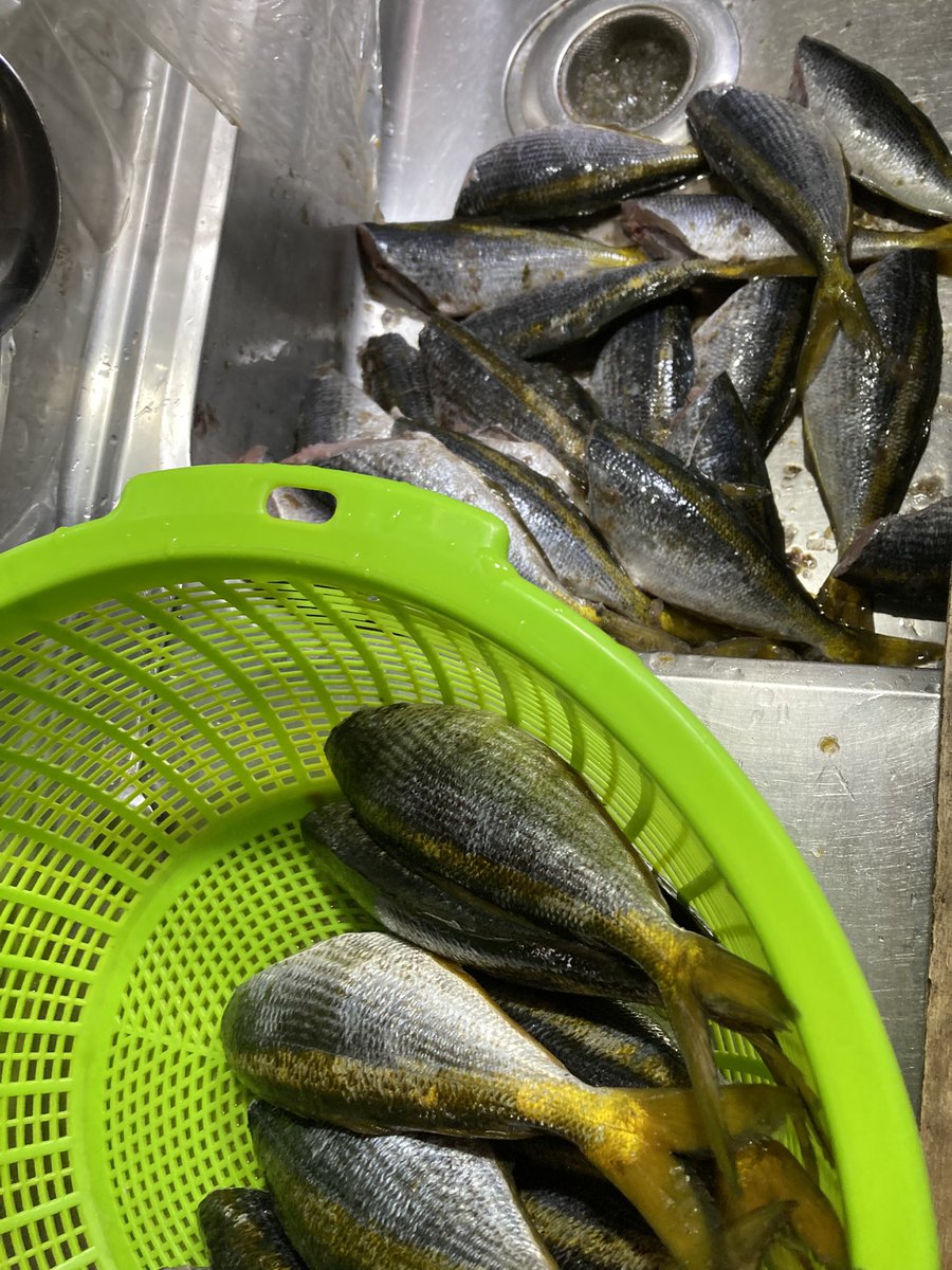 FishingOneColor's tweet image. 今年の釣り納め
グレ、タカベ、チャリコ
タカベは酢締めすると美味

釣り下手な自分でも何かは釣れる宇和島の海には感謝しかありません。
来年はもう少しだけ南下して、有名な愛南町に行ってみたい。