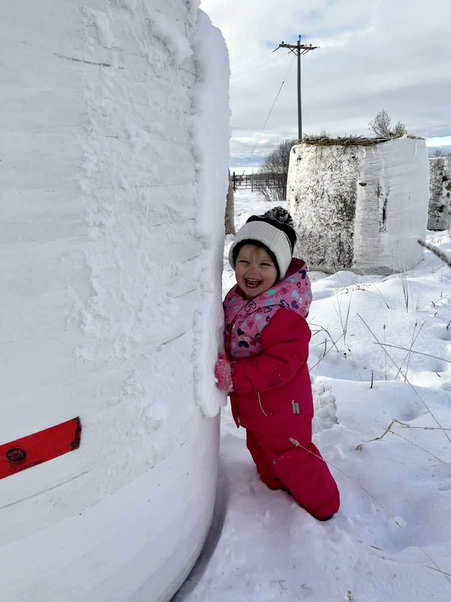 Had some help unwrapping bales