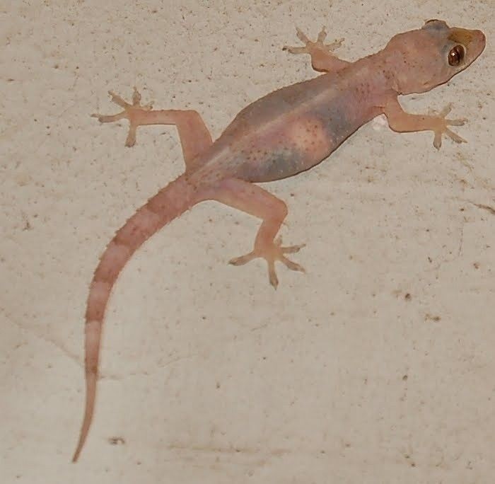 de frente                 ou                  de costas