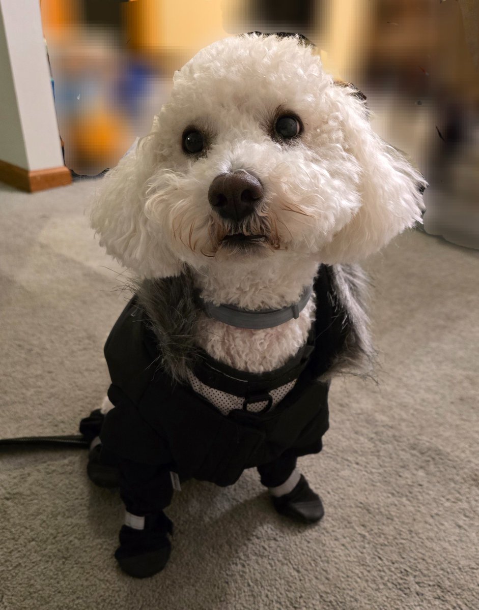 Is supaw dupaw cold ousside, but don't worwie. Me's stylist (mommy) is on to of fings

#dogsoftwitter #dogs