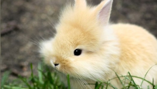 RabbitEveryHour's tweet image. 