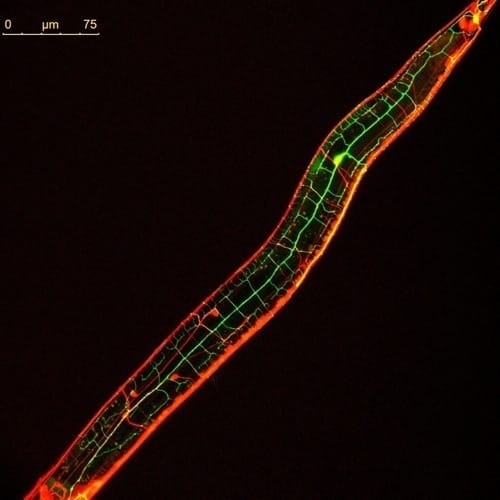 ioevno's tweet photo. While doing #bitcon research: I couln't help but think to myself.. 
"damn a plot of elements and their rate of decay over time sure looks like a  c. Elegan organism."