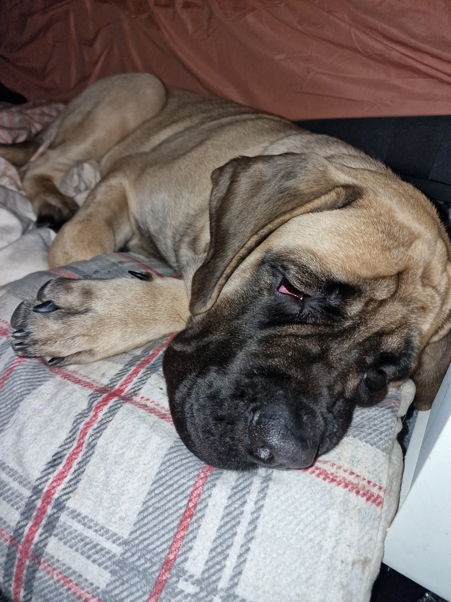 celerypatch's tweet photo. @Don_Vito_Art He tired himself out from being scared of birds. Cowardly boy https://t.co/wD4mXNqtXf