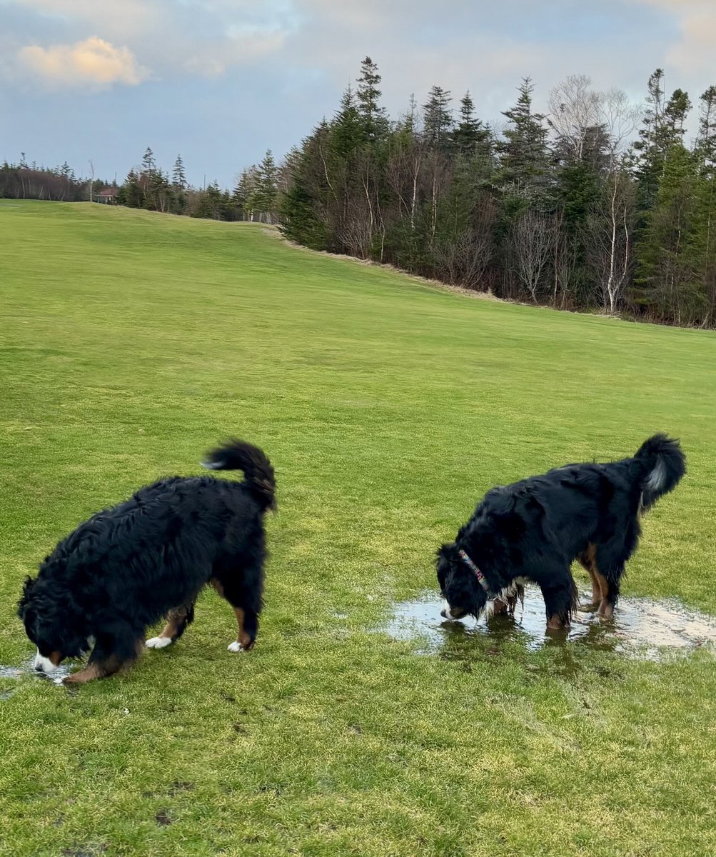 One puddle… as far as the eye can see… must get as wet as possible 🤣 #BerneseMountainDog