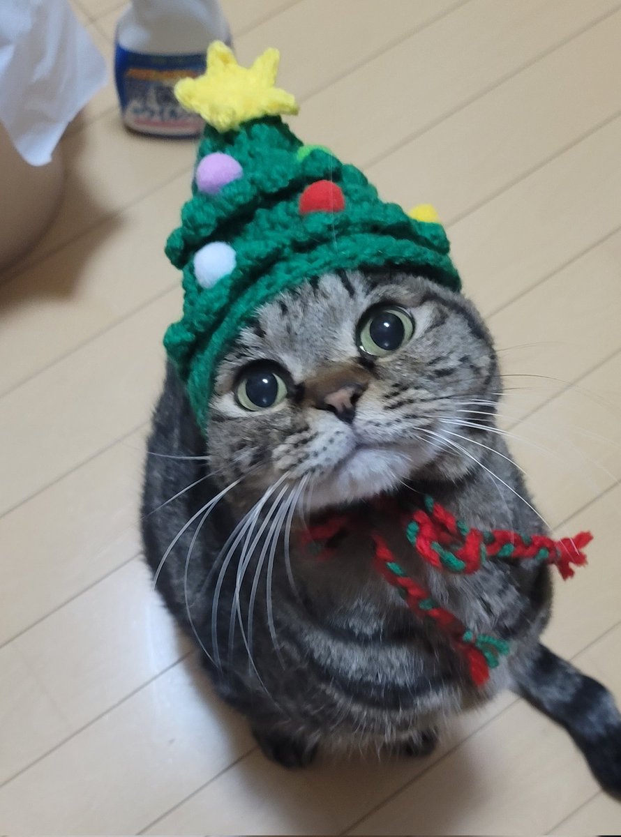 kumanobousan's tweet image. #佐藤健公式ファンクラブ 
#ねこかわいいね

おはようございます😊
いよいよ明日はクリスマスイブ&amp;amp;健くんのファンクラブグランドオープンですね💖💗
ドキドキが止まりません😍
明日携帯を握りしめて猫と一緒にお待ちしております🐱