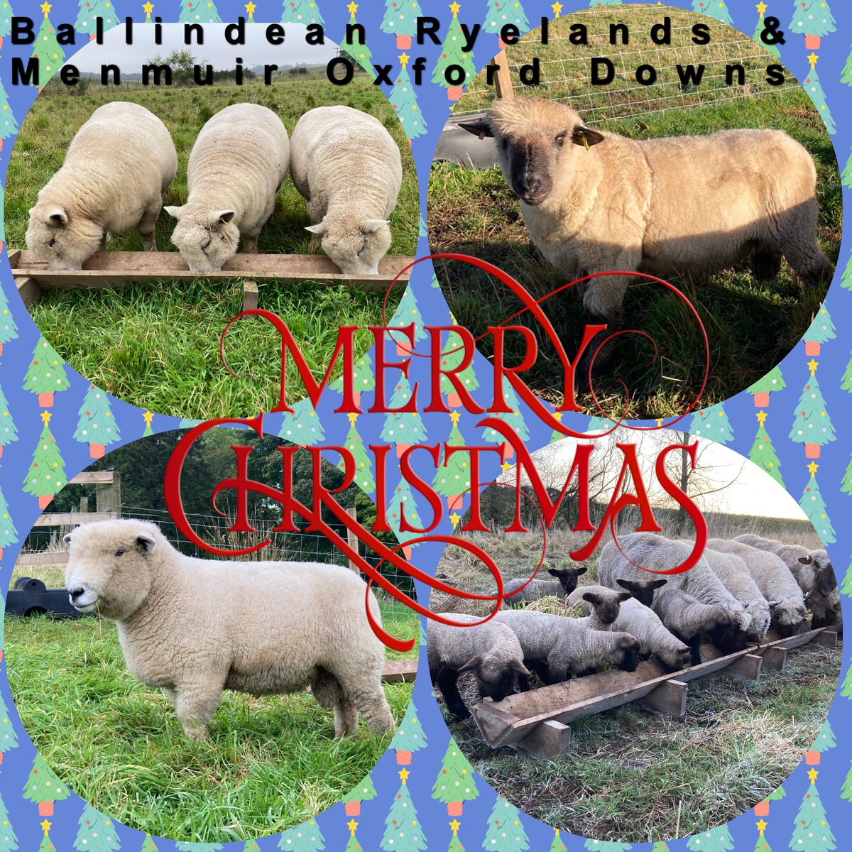 BallindeanRF's tweet photo. We would like to wish all our friends & followers a very Merry Christmas when it comes 🎅🎄🎁
#fleecenavidad #nativebreeds #nativebreedsformodernneeds #gonative #sheep #menmuiroxforddowns #ballindeanryelands #oxforddownsheep #ryelands #RFBS #ODSBA https://t.co/7afSZKAvov
