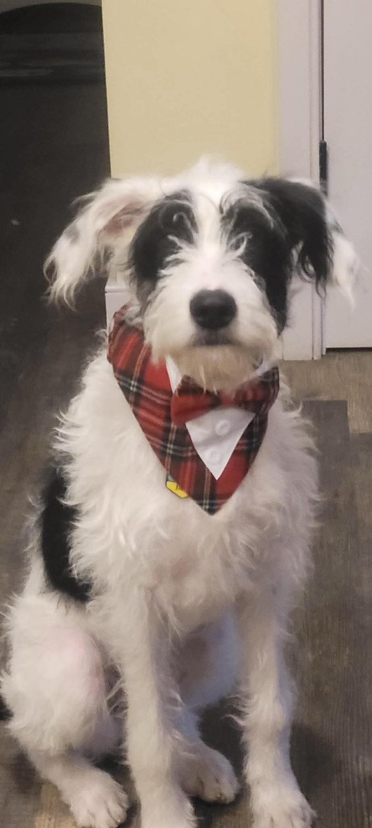 Jack (fka Jaxson) checking in from forever home!
Weighing in at 38 lbs, his Mom said he’s a super smart boy! 
He’s all decked out in his bow tie and ready for Christmas!!! 🎄♥️