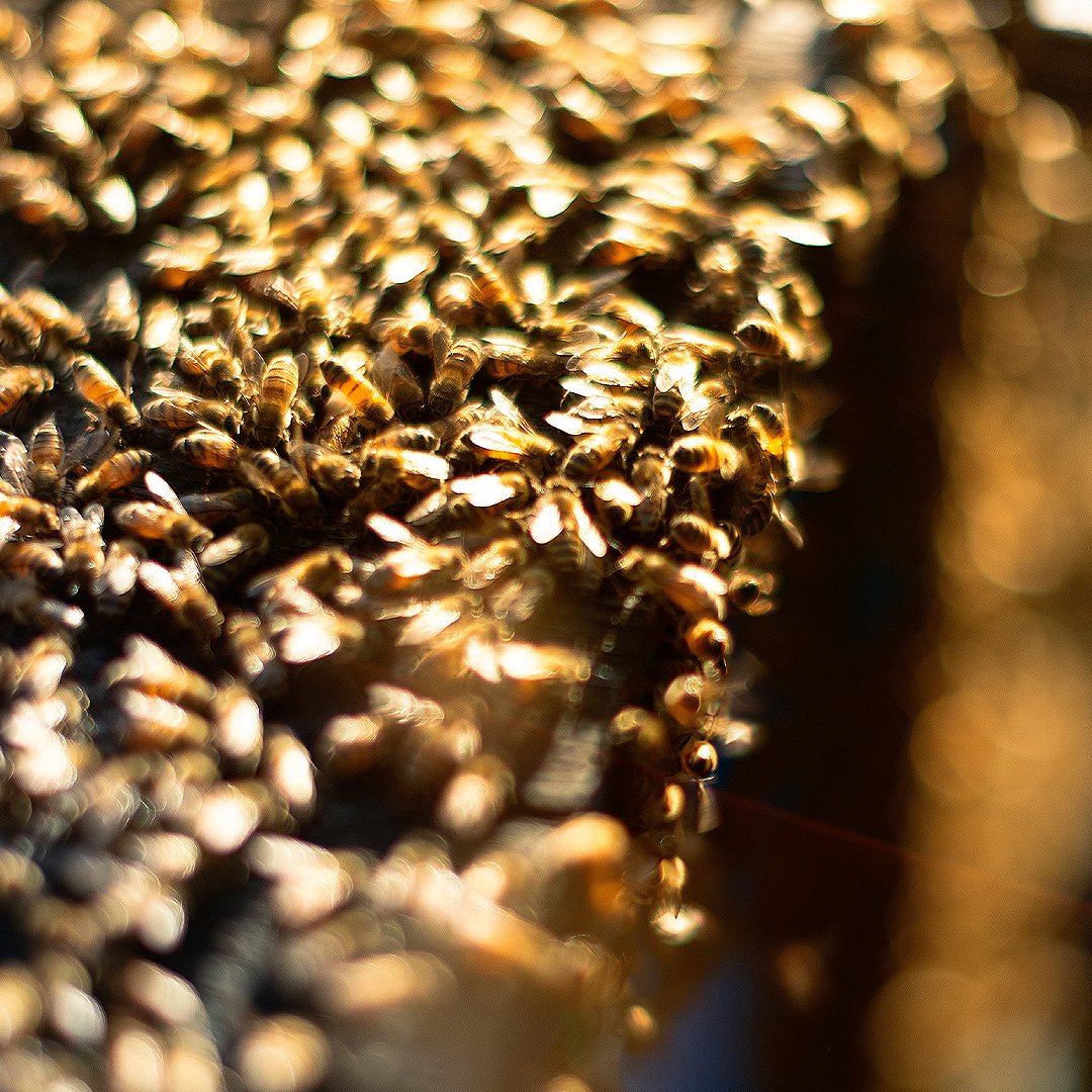 Local Hive™ Honey tweet media