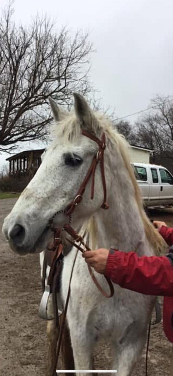 heartandhooves's tweet photo. 🚨 Urgent Help Needed for Twilight! 🚨 She’s passed her deadline and is running out of time. This sweet mare has a soft landing but needs funds to secure her safety. Please consider donating to help her find a forever home! 🐴❤️ 

https://t.co/L2MBfse4g6 https://t.co/z86jBJHViT
