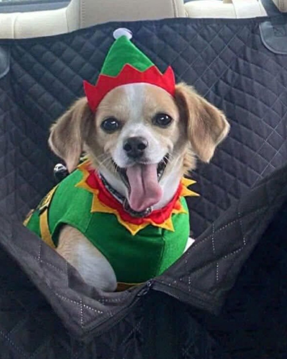 beaglefreedom's tweet photo. Ned, a BFP Alumni and chi-beagle, is excited for Christmas! 🎅 Happy Sunday, BFP Family! 

 #beaglefreedom #bfp #freethebeagles #endanimaltesting #endanimalcruelty  #crueltyfree #beagle #beagles #crueltycutter  #endanimalexploitation #freedomfields #beagle #beagles https://t.co/PsUzSmNLho