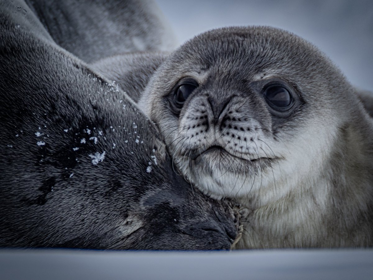antarctica.gov.au (@ausantarctic) on Twitter photo Every year, expeditioners working with the Australian Antarctic Program take some incredible photos of the landscape and wildlife they live amongst. We’ve collected some of the best here: antarctica.gov.au/news/2024/the-…
📸Dave Buller Every year, expeditioners working with the Australian Antarctic Program take some incredible photos of the landscape and wildlife they live amongst. We’ve collected some of the best here: antarctica.gov.au/news/2024/the-…
📸Dave Buller