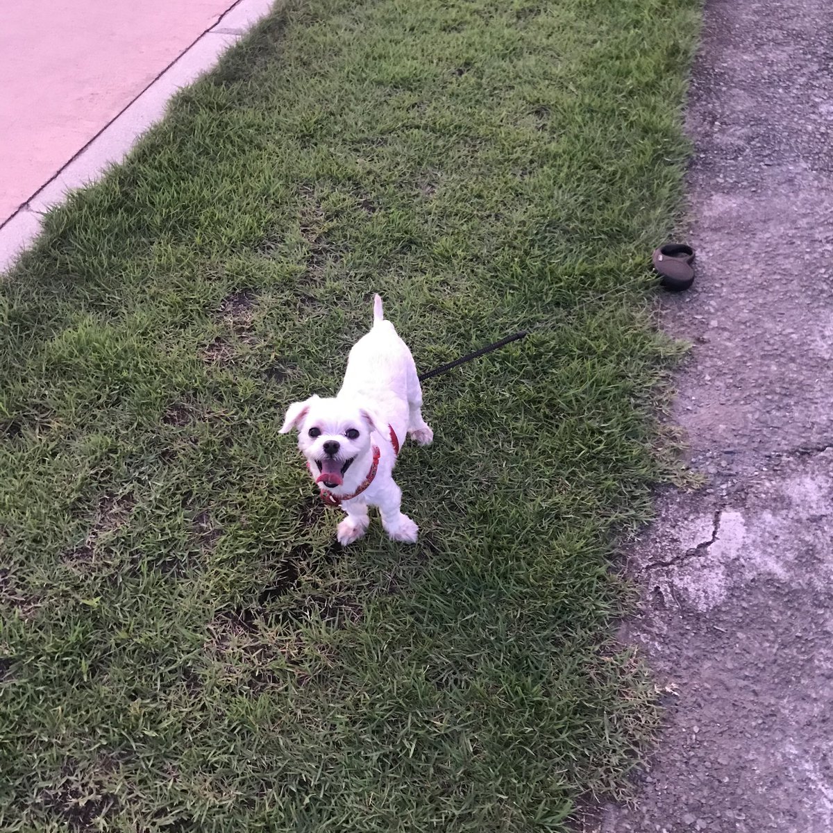 ppoyeppi's tweet photo. I LOVE WALKING 🦮🤍 https://t.co/WieCNr3XRl