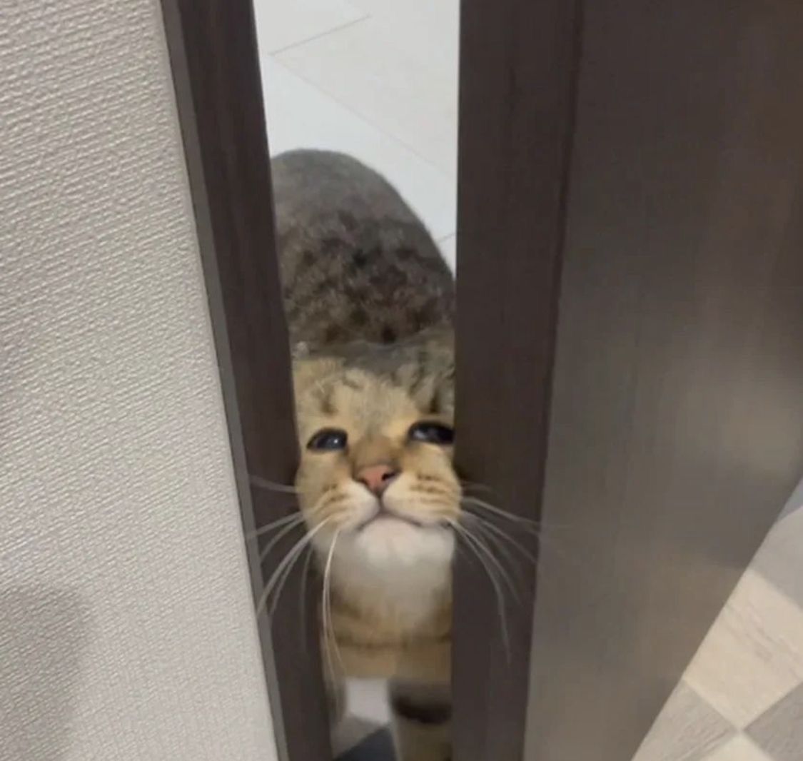 Posts Of Cats tweet media